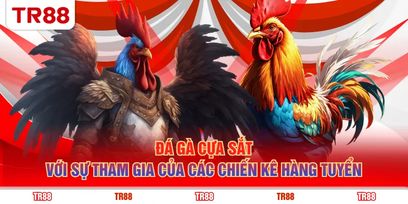 Đá gà cựa sắt với sự tham gia của các chiến kê hàng tuyển